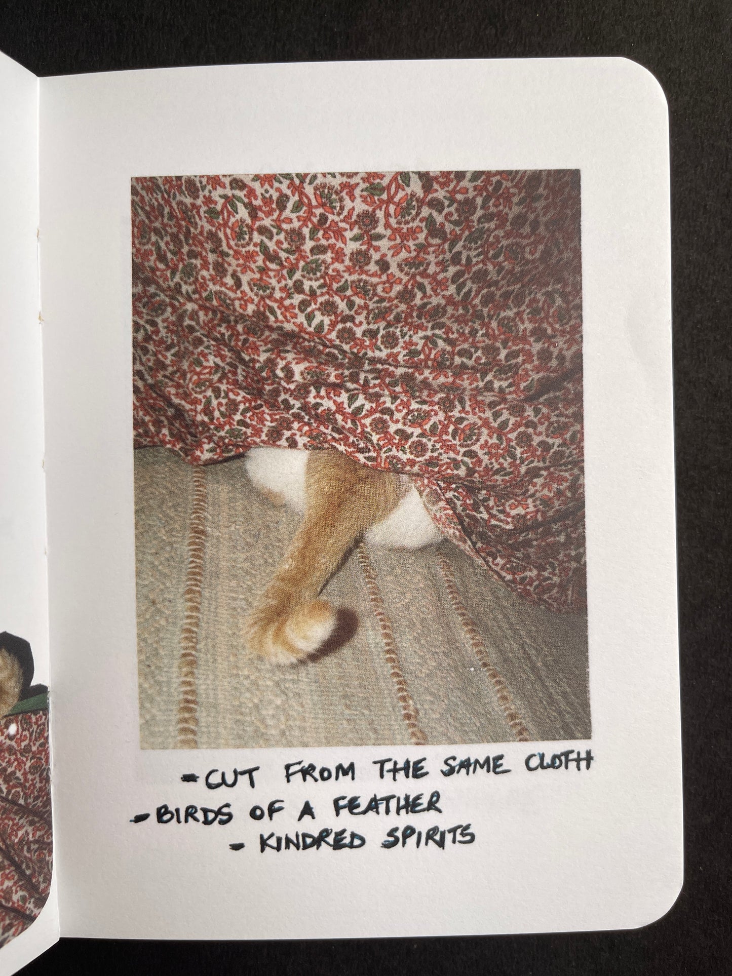 The Crazy Cat & Lady by Nidhi Jacob