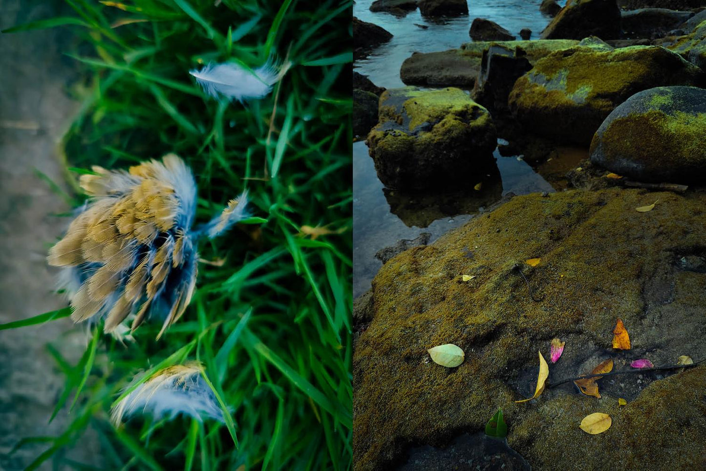 What is Left Behind by Natalie Lycops